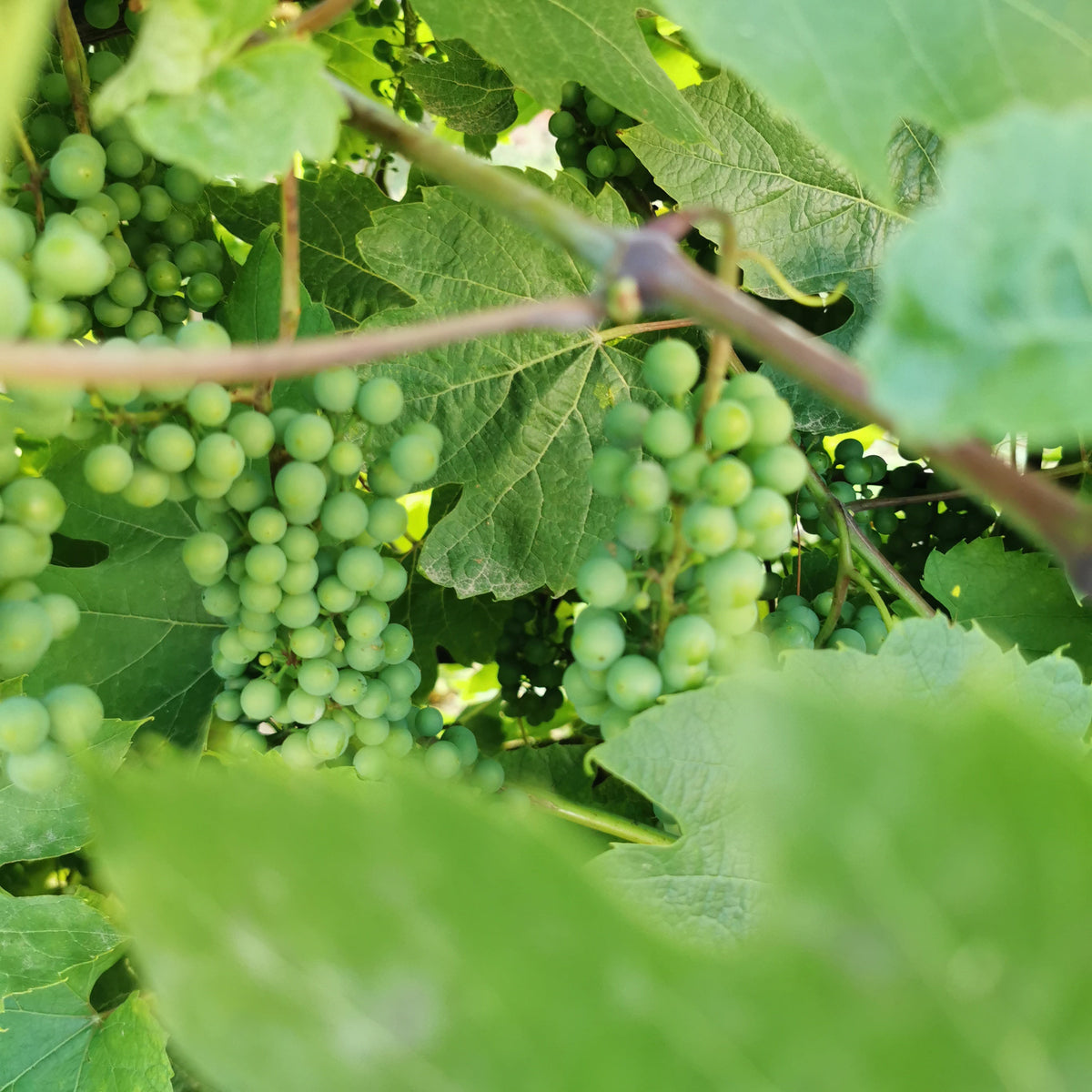 Wein & Genuss im Taubertal – regionale Spezialitäten und besondere Weinerlebnisse